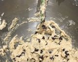 Foto del paso 3 de la receta: Galletas con Chispitas de Chocolate "Ultimate Chocolate Chip"