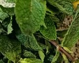Une image de l'étape 5 de Jus citron menthe🍋fraicheur d'été.