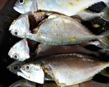 Foto langkah ke 2 dari resep Ikan Kembung Panggang Masak Woku.