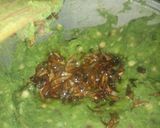 A picture of step 4 of Spinach Mukimo.