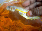 Fish Curry