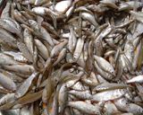 A picture of step 1 of Crispy fish fry.