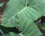 A picture of step 1 of Mssala patra (patarweliya).