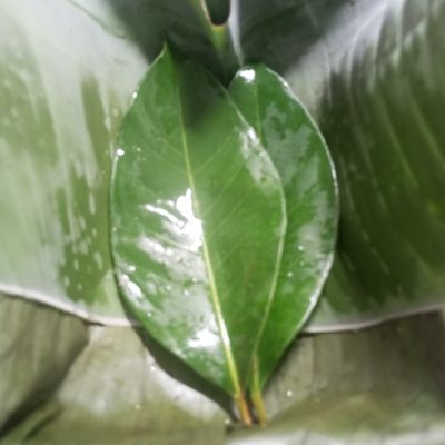 Langkah 3