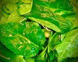 Hình bước làm 2 của món Canh Cá Trê Nấu Lá Lốt, Lá Cách