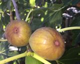 Foto del paso 1 de la receta: Mermelada de Higos 🏡✨