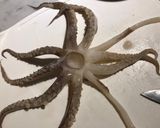 Foto del paso 2 de la receta: Kraken en su salsa(Cazuela simple de mariscos)