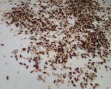 Foto del paso 3 de la receta: Tarta con hojas de remolacha