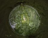 A picture of step 2 of Spicy Green Pea Ghugni.