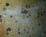 Foto del paso 4 de la receta: Bizcocho de plátano y coco