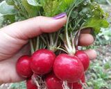 Hình bước làm 2 của món Salad dầu dấm
