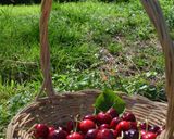Une image de l'étape 1 de Soupe de cerises noires et glace à la lavande du jardin.