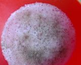Foto del paso 3 de la receta: Aliño de rabanitos