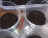 Foto langkah ke 1 dari resep Oreo dessert box enak anti gagal.