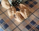Foto del paso 1 de la receta: Pajaritos