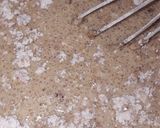 Foto del paso 2 de la receta: Mini torta de café (en la estufa)
