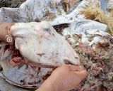 صورة لخطوة 2 من وصفة باجه من ايد امي ربي يحفظه 😍