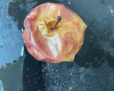 Foto del paso 1 de la receta: Manzanas asadas en horno eléctrico