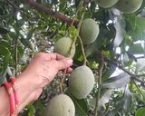 மண் சட்டியில் மணக்கும் மாங்காய்குழம்பு 👌👌👌 ரெசிபி ஸ்டேப் 9 புகைப்படம்