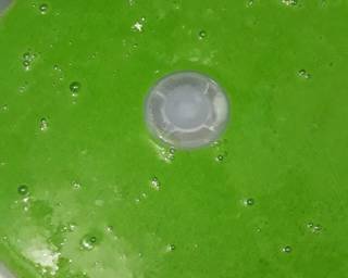 Puding Labu Lapis Puding Cendol Dan Pandan - Step 9