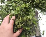 عکس مرحله 1 از دستور دلمه برگ مو