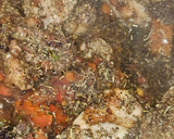 Foto del paso 3 de la receta: Arroz con conejo, sepia, langostinos, calabacín y espinacas