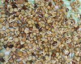Foto del paso 6 de la receta: Brotes de lentejas