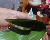 Foto langkah ke 3 dari resep Kue lupis.