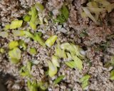 Fermentierte 🌻Sonnenblumenkerne Kräuterkäsetörtchen Rezeptschritt 7 Foto