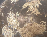 Foto del paso 6 de la receta: Arroz con costillas