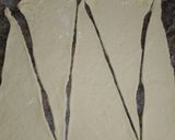A picture of step 6 of Samoon Bread (Milk Bread, Pain au Lait).