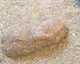 Foto del passaggio 4 della ricetta Lecca Lecca di involtini ripieni