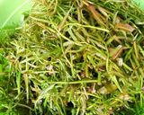 Hình bước làm 1 của món 🌱 Đọt Choại Luộc Chấm Chao