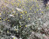 Foto del paso 1 de la receta: Flores de manzanilla de mahón desecadas