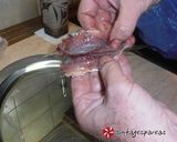 Φωτογραφία βήματος 31 της συνταγής Γεμιστές σαρδέλες “αμπελοπούλλιν”