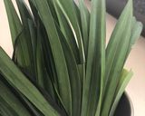 Foto langkah ke 1 dari resep Endapan pandan suji.