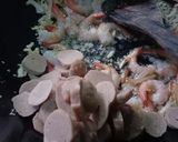 Foto langkah ke 4 dari resep Cah Sayur Udang.