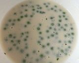 Zöldborsófőzelék recept fázis 3 fotója