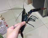 Hình bước làm 1 của món Cách nấu Crawfish cực ngon ngấm gia vị