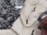 Kreppel (torta frita alemana)