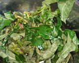 Foto langkah ke 3 dari resep Ayam daun singkong masak kecombrang.