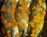 Foto langkah ke 4 dari resep Ikan Goreng Untuk Stok Frozen food.