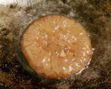 Foto langkah ke 5 dari resep Kue cucur no mixer.
