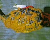 Foto langkah ke 3 dari resep Pepes Ikan Mas Duri Lunak (Tanpa Presto).