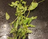 Foto del paso 4 de la receta: Limonada fácil y rápida