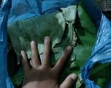 Foto langkah ke 7 dari resep Tape Singkong (Tapai Ubi).