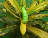 Foto langkah ke 8 dari resep 22.Caterpillar cookies mirip aslinya #bikinramadanberkesan.