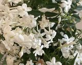 Une image de l'étape 10 de 🪻🌸 farandole de fleurs d’été 🪷🌼🌺🌺.
