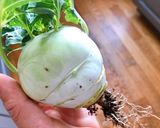 Hình bước làm 1 của món 🌱 Su Hào Ngâm Tương Ngũ Vị