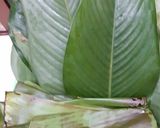 Hình bước làm 1 của món Bánh tẻ 